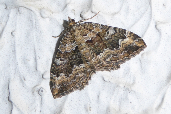 Camptogramma bistrigata